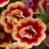 Roots Plants Calibrachoas Calibrachoa Can-Can Double OrangeTastic 2 Roots Plants Calibrachoas Calibrachoa Can-Can Double OrangeTastic