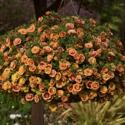 Roots Plants Calibrachoas Calibrachoa Can-Can Double OrangeTastic