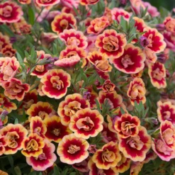 Roots Plants Calibrachoas Calibrachoa Can-Can Double OrangeTastic 8 Roots Plants Calibrachoas Calibrachoa Can-Can Double OrangeTastic