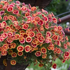 Roots Plants Calibrachoas Calibrachoa Can-Can Double OrangeTastic 9 Roots Plants Calibrachoas Calibrachoa Can-Can Double OrangeTastic