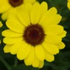 Roots Plants All Annual Bedding Argyranthemum Grandaisy Bright Yellow
