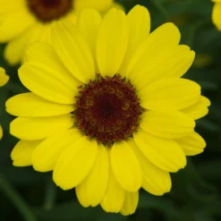Roots Plants All Annual Bedding Argyranthemum Grandaisy Bright Yellow