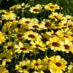Roots Plants All Annual Bedding Argyranthemum Grandaisy Bright Yellow