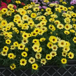 Roots Plants All Annual Bedding Argyranthemum Grandaisy Bright Yellow