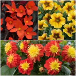 Roots Plants Dahlias 12 Annuals For Pots | The Waterloo Sunset Collection | Petunia, Dahlia & Begonia