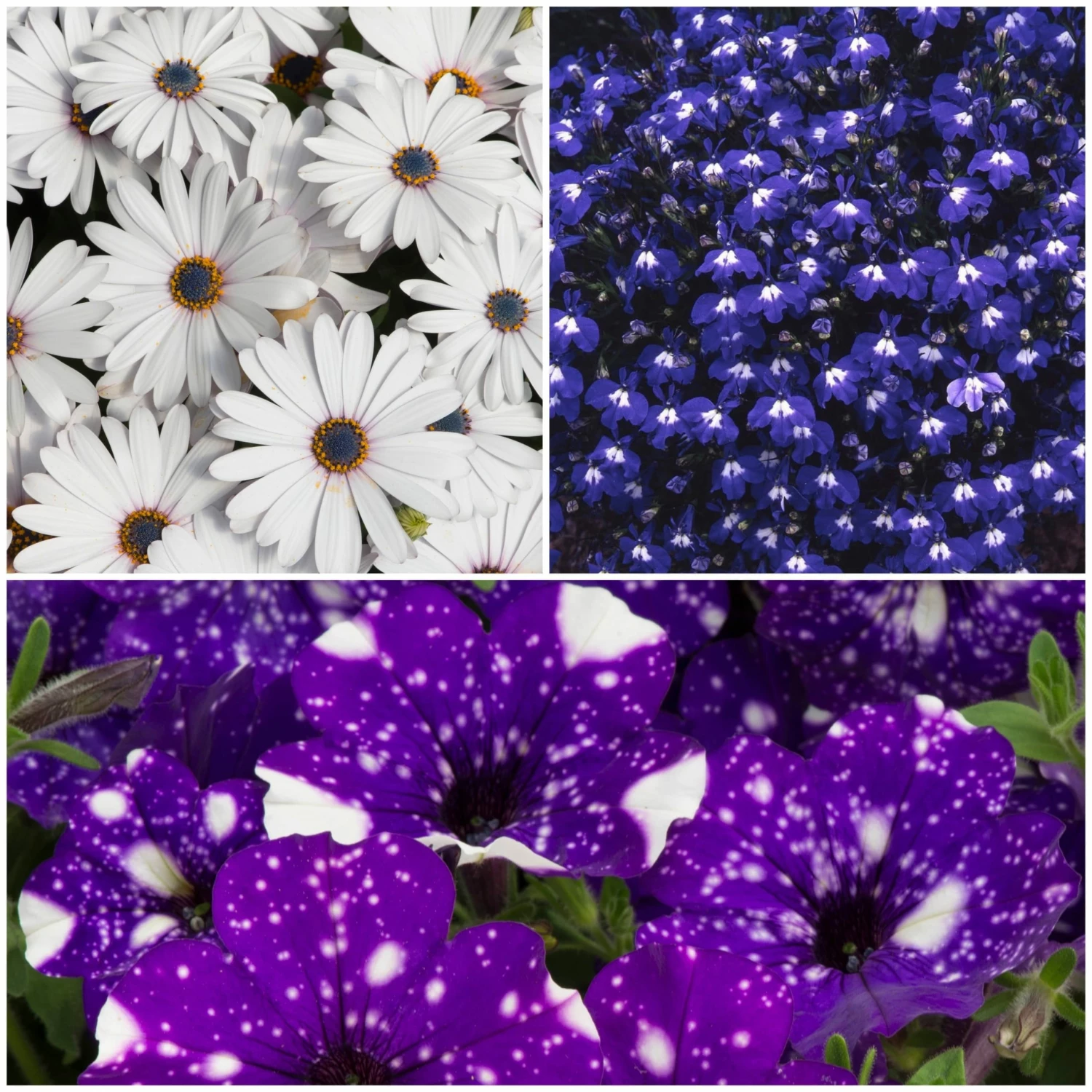 Roots Plants 12 Annuals For Pots | The Mr Blue Sky Collection | Petunia, Osteospermum & Lobelia 3 Roots Plants 12 Annuals For Pots | The Mr Blue Sky Collection | Petunia, Osteospermum & Lobelia