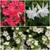 Roots Plants 12 Annuals For Hanging Baskets | The Blissful Shade Collection | Begonia, Bacopa & Fuchsia 2 Roots Plants 12 Annuals For Hanging Baskets | The Blissful Shade Collection | Begonia, Bacopa & Fuchsia