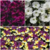 Roots Plants 12 Scented Annuals For Hanging Baskets | The Summer Breeze Collection | Nemesia & Petunias All Annual Bedding