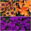 Roots Plants 12 Annuals For Pots | The Amethyst And Topaz Collection | Begonia, Osteospermum & Verbena 1 Roots Plants 12 Annuals For Pots | The Amethyst And Topaz Collection | Begonia, Osteospermum & Verbena