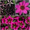 Roots Plants 12 Annuals For Hanging Baskets | The Dark Side Of The Moon Collection | Calibrachoa, Petunia & Dahlia Dahlias