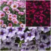 Roots Plants 12 Long Flowering Annuals For Pots | The Endless Summer Collection | Argyranthemum, Calibrachoa & Petunias All Annual Bedding
