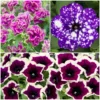 Roots Plants 12 Trailing Annuals | The Best Petunias For Hanging Baskets All Annual Bedding