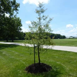 Roots Plants Fruits Full Tree Planting Kit -Stake, Tie, And Rootgrow