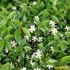 Roots Plants Chinese Jasmine | Trachelospermum 'Asiaticum' | On A 90cm Cane In A 3L Pot