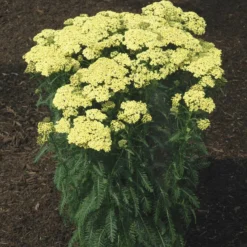 Roots Plants Achillea 'Sunny Seduction' | 10.5cm Pot