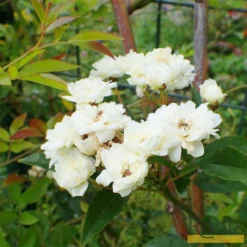 Roots Plants Rosa Banksiae 'Alba Plena' | Rambling Rose | On A 90cm Cane In A 3L Pot Other Climbing Plants