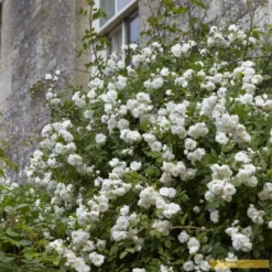 Roots Plants Rosa Banksiae 'Alba Plena' | Rambling Rose | On A 90cm Cane In A 3L Pot Other Climbing Plants