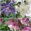 Roots Plants 6 Aquilegia Spring Magic Collection 10.5cm Perennials