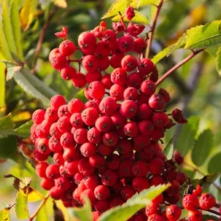 Roots Plants Cut-Leaf Mountain Ash Tree | Sorbus Asplenifolia
