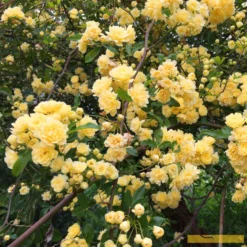 Roots Plants Rosa Banksiae 'Lutea' | Rambling Rose | On A 90cm Cane In A 3L Pot