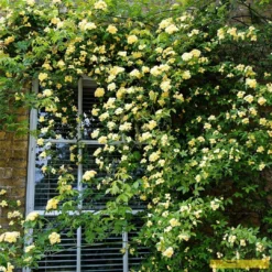 Roots Plants Rosa Banksiae 'Lutea' | Rambling Rose | On A 90cm Cane In A 3L Pot