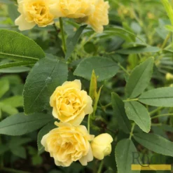 Roots Plants Rosa Banksiae 'Lutea' | Rambling Rose | On A 90cm Cane In A 3L Pot