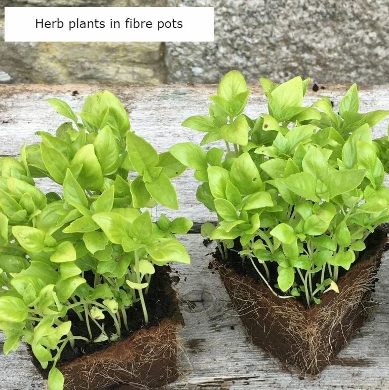 Roots Plants Herbs 3 Organic Sage Plants 5 Roots Plants Herbs 3 Organic Sage Plants