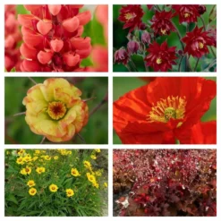 Roots Plants Perennials Red Yellow & Orange Perennial Plants Collection | Summer Flame Collection