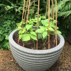 Roots Plants 20 Best French Bean Plants Collection | Growers Choice