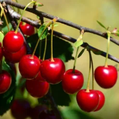 Roots Plants Fruits Burlat' Cherry Tree