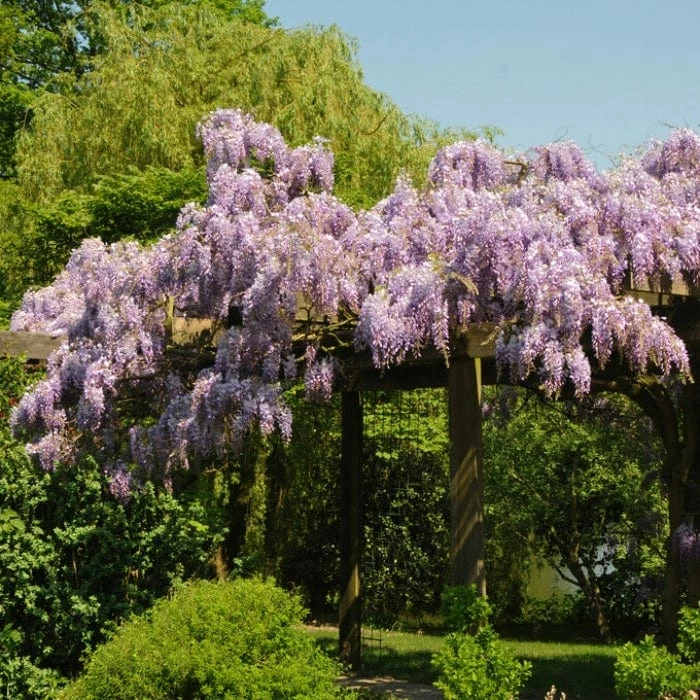 Roots Plants Wisteria Sinensis 'Prolific' | On A 90cm Cane In A 3L Pot 4 Roots Plants Wisteria Sinensis 'Prolific' | On A 90cm Cane In A 3L Pot