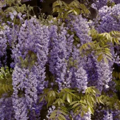 Roots Plants Wisteria Sinensis | Chinese Wisteria | On A 90cm Cane In A 3L Pot