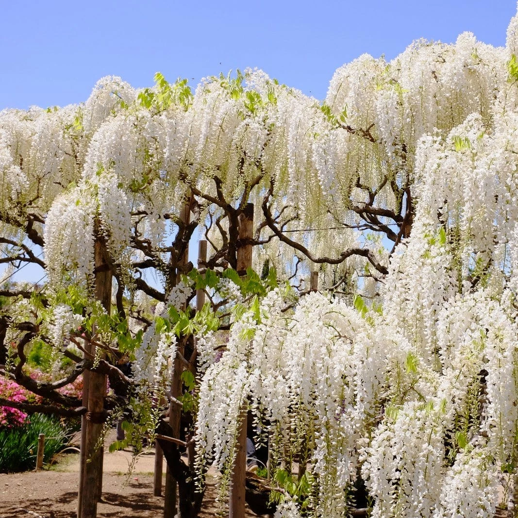 Roots Plants Wisteria Sinensis 'Alba' | On A 90cm Cane In A 3L Pot 3 Roots Plants Wisteria Sinensis 'Alba' | On A 90cm Cane In A 3L Pot