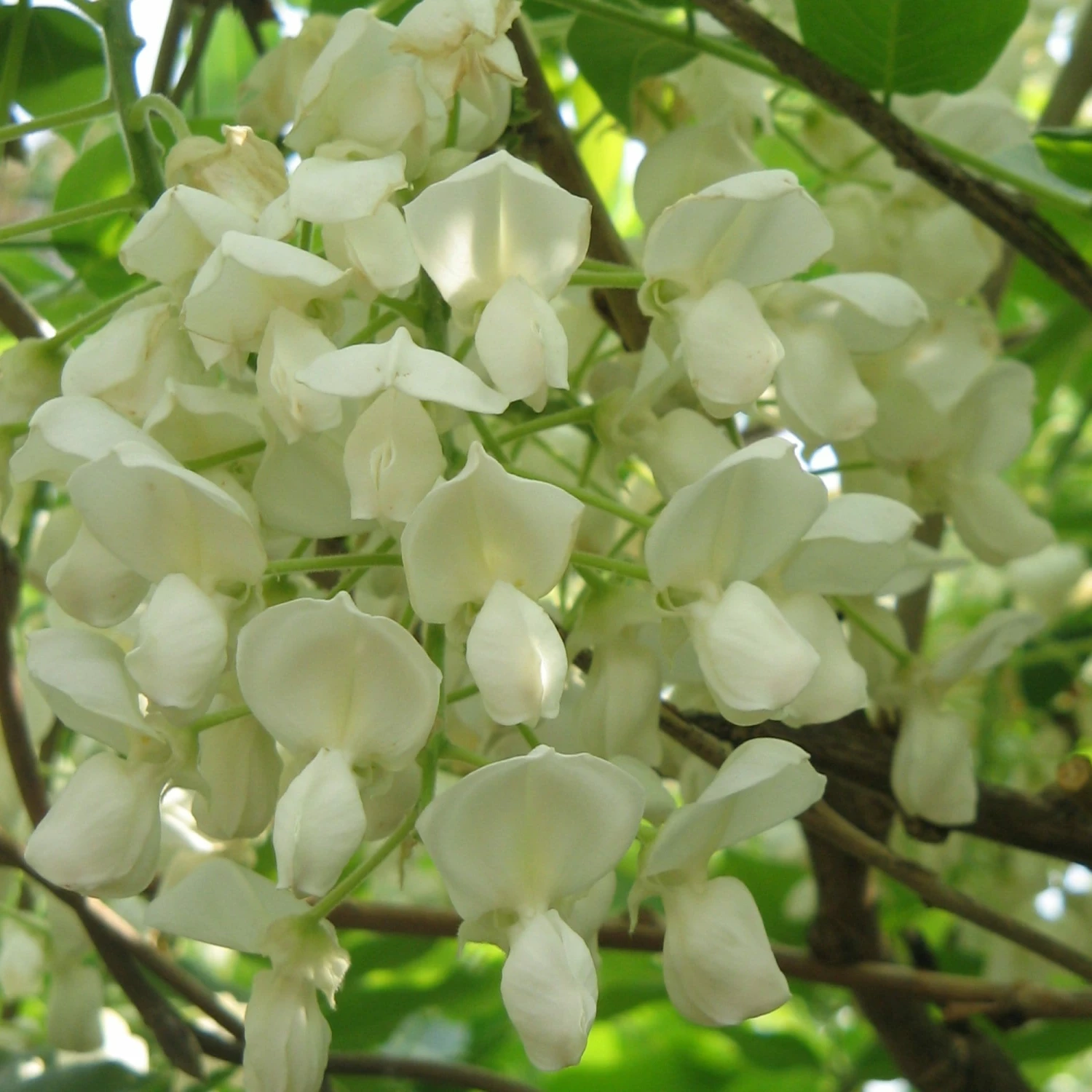 Roots Plants Wisteria Brachybotrys 'Shiro Kapitan Fuji' | On A 90cm Cane In A 3L Pot 3 Roots Plants Wisteria Brachybotrys 'Shiro Kapitan Fuji' | On A 90cm Cane In A 3L Pot