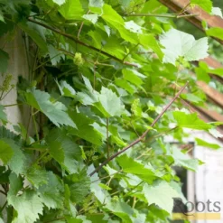 Roots Plants 60cm Vitis 'Crimson Seedless' Outdoor Grape Vine | On A 90cm Cane In A 3L Pot