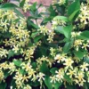 Roots Plants Yellow Star Jasmine | Trachelospermum 'Star Of Tuscany' | On A 90cm Cane In A 3L Pot
