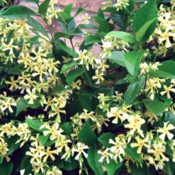Roots Plants Yellow Star Jasmine | Trachelospermum 'Star Of Tuscany' | On A 90cm Cane In A 3L Pot