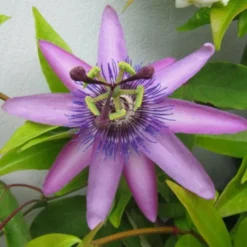 Roots Plants Passiflora 'Lavender Lady' | Passion Flower | On A 90cm Cane In A 3L Pot Other Climbing Plants
