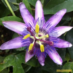 Roots Plants Passiflora 'Lavender Lady' | Passion Flower | On A 90cm Cane In A 3L Pot Other Climbing Plants