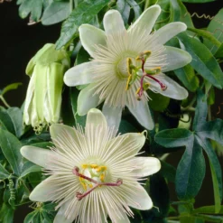Roots Plants Passiflora 'Constance Elliott' | Passion Flower | On A 90cm Cane In A 3L Pot