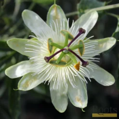 Roots Plants Passiflora 'Constance Elliott' | Passion Flower | On A 90cm Cane In A 3L Pot