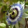 Roots Plants Passiflora 'Caerulea' | Passion Flower | On A 90cm Cane In A 3L Pot