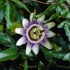 Roots Plants Passiflora 'Caerulea' | Passion Flower | On A 90cm Cane In A 3L Pot