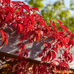 Roots Plants Virginia Creeper | Parthenocissus 'Quinquefolia' | On A 90cm Cane In A 3L Pot Other Climbing Plants