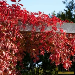 Roots Plants Virginia Creeper | Parthenocissus 'Quinquefolia' | On A 90cm Cane In A 3L Pot Other Climbing Plants