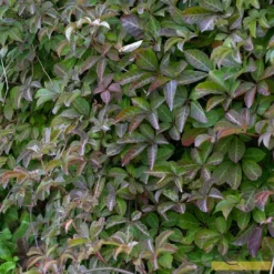 Roots Plants Parthenocissus 'Henryana' | Chinese Virginia Creeper | On A 90cm Cane In A 3L Pot Other Climbing Plants