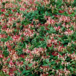 Roots Plants Honeysuckle 'Serotina' | Lonicera Periclymenum | On A 90cm Cane In A 3L Pot