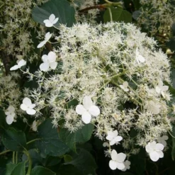 Roots Plants Hydrangea 'Petiolaris' | On A 90cm Cane In A 3L Pot