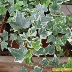 Roots Plants Hedera 'Clotted Cream' | On A 90cm Cane In A 3L Pot Ivy