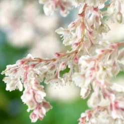Roots Plants Russian Vine | Fallopia 'Baldschuanicum' | On A 90cm Cane In A 3L Pot Other Climbing Plants